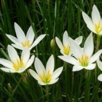 江蘇蔥蘭產(chǎn)地專賣