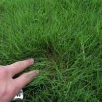 草坪馬尼拉,百慕大,果嶺草