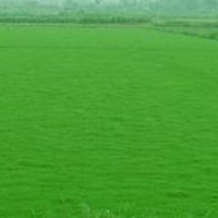 句容市茅山風景區(qū)景葉苗木園藝場供應(yīng)果嶺草