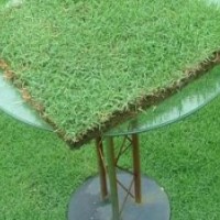 句容批發(fā)優(yōu)質(zhì)果嶺草