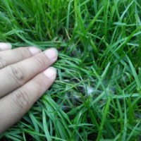 春季怎樣減少草坪病蟲害的病原體