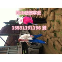 綠化草坪 小區(qū)綠化草坪 道路養(yǎng)護(hù)草坪