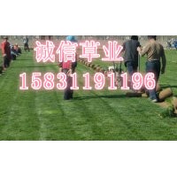 草坪多少錢 草坪多少錢一平米 草坪多少錢一平方