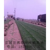 山東草坪、草坪價(jià)格、內(nèi)蒙古草坪