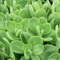 八寶景天等草花出售中