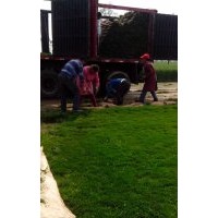 山東草坪代理商