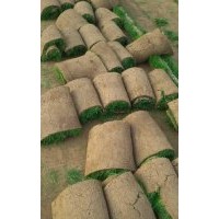 石家莊草坪價格