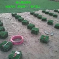 大量供應臺灣草皮,大葉油草,馬尼拉草