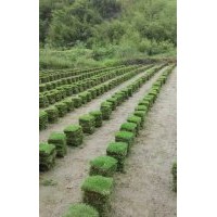 萬(wàn)畝馬尼拉草皮批發(fā)