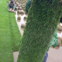 天堂草、百慕大草、馬尼拉草、果嶺草、黑麥草混播