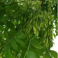 15公分的白蠟樹(shù)|白蠟|冀鑫(多圖)