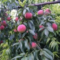 桃樹苗|潤豐苗木|桃樹苗