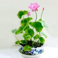 荷花苗、荷花、綠荷水生(圖)