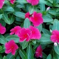 草花_君誠花卉苗木_海南草花