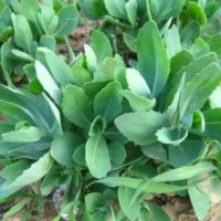 宿根花卉,君誠(chéng)花卉苗木,宿根花卉廠家