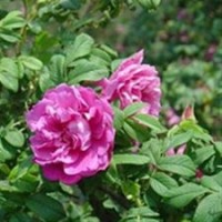 山東宿根花卉銷售,山東宿根花卉,君誠(chéng)花卉苗木(多圖)