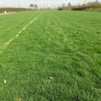 大量供應(yīng)早熟禾草坪