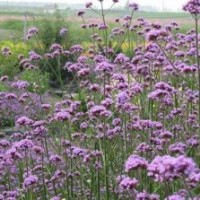 草花_買草花到山一花卉苗木_新疆草花出售