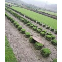 馬尼拉草坪批發(fā) 馬尼拉草坪報(bào)價(jià) 馬尼拉草坪圖片 優(yōu)質(zhì)草坪