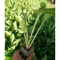 北京公園綠化苗木玉簪出售