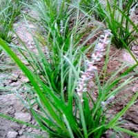 草坪草基地直銷