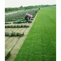 無(wú)土沙草坪