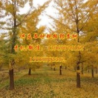 銀杏樹價格|浩威銀杏|18cm銀杏樹價格