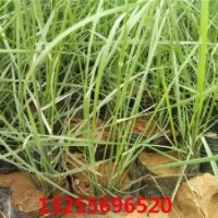 粉黛草品種大全 粉黛亂子草價(jià)格 粉黛亂子草照片 粉黛亂子草花期