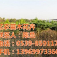 種植花卉基地_花卉基地_臨沂億農(nóng)苗木花卉(多圖)