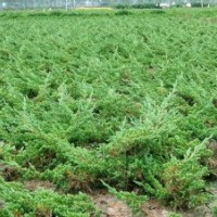 地柏基地造型苗的價格