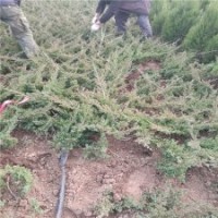 70公分高地柏的批發(fā)價格