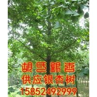 銀杏樹、胡氏銀杏、邳州銀杏樹批發(fā)