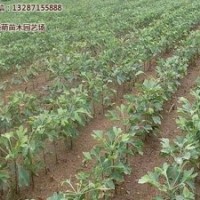 哪里有銀杏小苗_銀杏小苗_銀杏之鄉(xiāng)(圖)