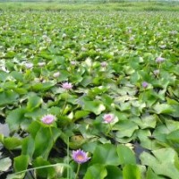 供應(yīng)四川水生植物|四川水生花卉|四川水生植物花卉種苗|水生植物