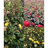 大花月季基地，大花月季供應(yīng)，優(yōu)質(zhì)大花月季歡迎選購