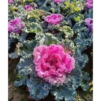 羽衣甘藍供應(yīng)，羽衣甘藍出售，羽衣甘藍基地，歡迎選購