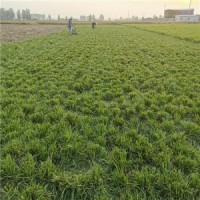 低價(jià)出售優(yōu)質(zhì)麥冬~中葉細(xì)葉麥冬草~無(wú)土草青~存活率百分之九十九~