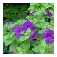 出售地被花卉鳶尾