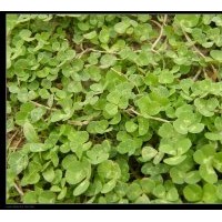 河北晶然草坪技術(shù)有限公司