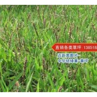 中華結縷草草皮供應