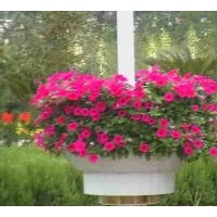 大量供應(yīng)優(yōu)質(zhì)垂吊牽牛