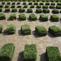 草坪基地//供應矮生百慕大，馬尼拉，高羊茅等草坪