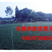 大量出售玉龍草