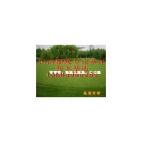 本特四號(hào)草坪/本特四號(hào)草種/本特四號(hào)種植