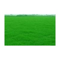 江蘇馬蹄筋價格，馬尼拉價格，四季青價格，黑麥草價格，白三葉價