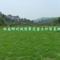 綠化草坪 臺(tái)灣青草坪 批發(fā)直銷(xiāo)