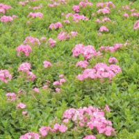 供應(yīng)福祿考