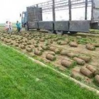 青州草坪-諸城草坪-壽光草坪-安丘草坪