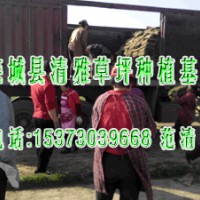 山西草坪 山東草坪 河北草坪 欒城縣清雅草坪種植基地