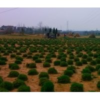 百慕大黑麥草混播草坪